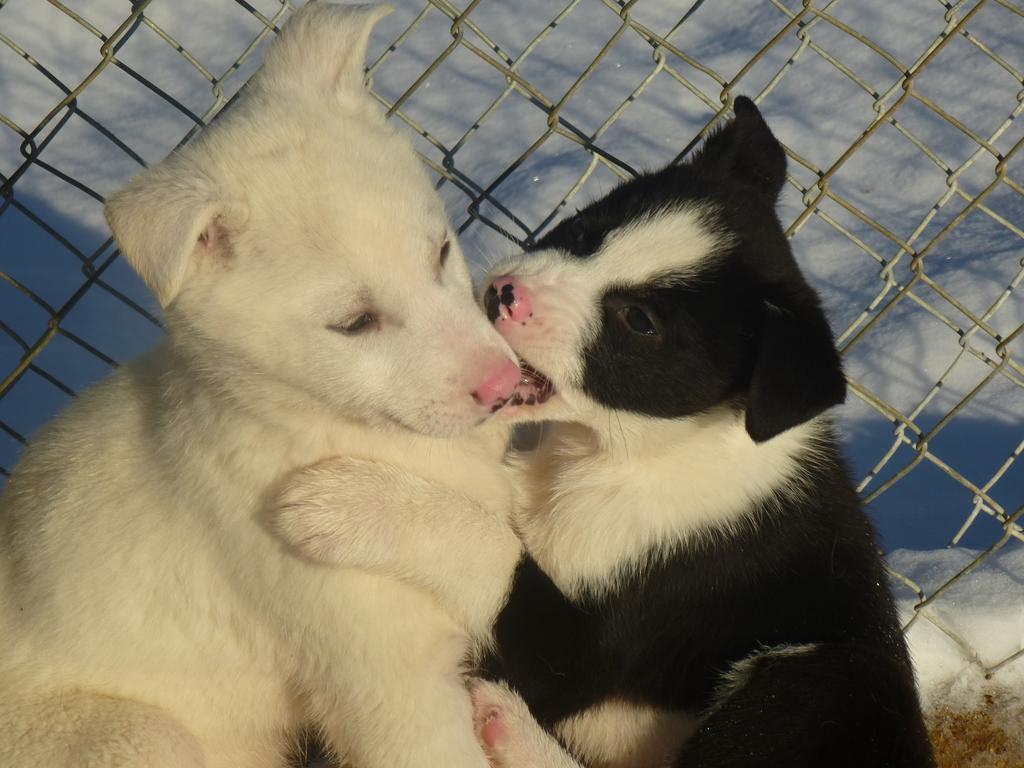 Husky Ivalo