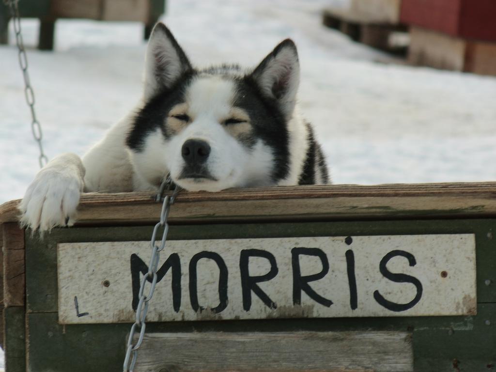 Husky 3* Ivalo