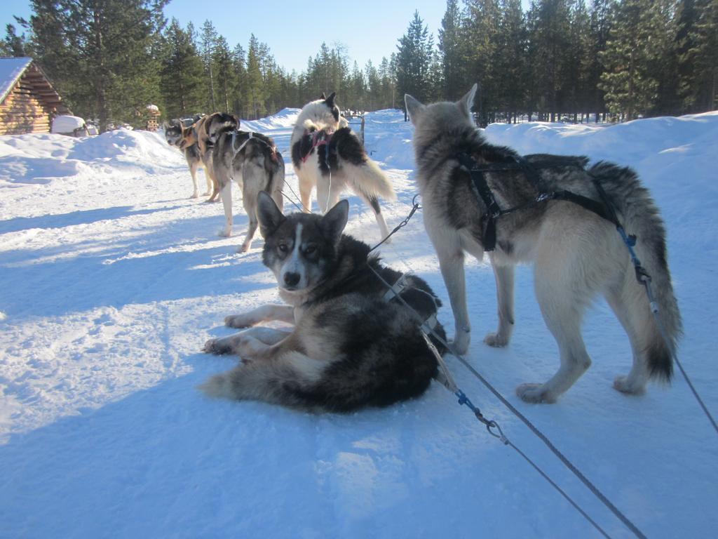 Husky 3* Ivalo
